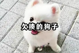 狗子护食的挨揍场面，力度刚刚好 懵逼不伤脑！ #狗狗 #护食视频封面