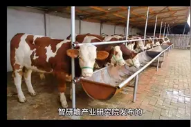 #肉牛养殖市场现状分析及投资前景研究报告 市场调研报告视频封面