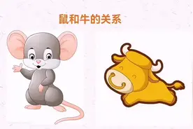生肖鼠和生肖牛的关系#四柱八字 #生肖 #牛