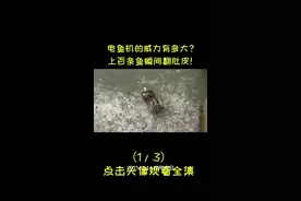 电鱼的危害有多大？为何电死一条鱼要被判重刑，背后真相引人深思 #电鱼危害 #鱼 #生态 #捕鱼视频封面