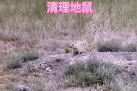 国外农场地鼠泛滥成灾，猎人老六清理地鼠！#动物 #动物世界视频封面