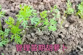 胡萝卜出苗后，给它常浇这种水，土壤不板结胡萝卜长势快口感好视频封面