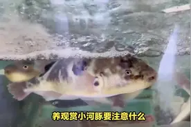 养观赏小河豚要注意什么？#观赏鱼 #小河豚 #养鱼 #养鱼日记视频封面