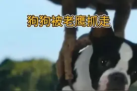 #狗狗被老鹰抓走，这友谊的小船真牢固 #动物解说 #狗狗视频封面