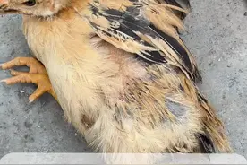 不要一看鸡瘸腿就认为是滑液囊支原体，其实还有很多原因，一定要找对方向！#农村散养土鸡 #鸡病咨询 #乡村英才计划 #新农人计划2023 @农广新天地