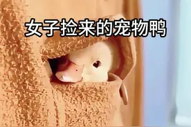 #动物趣事 #宠物鸭视频封面