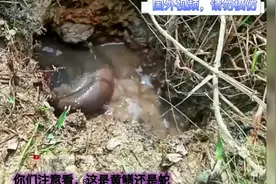 男子户外钓黄鳝，结果钓了一条蛇，吓得屁滚尿流#户外 #钓鱼 #蛇视频封面