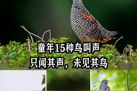 童年15种鸟叫声，只闻其声未见其鸟！#中华鹧鸪#四声杜鹃#布谷鸟@抖音热点宝 @抖音创作者中心视频封面