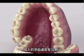 人一共有多少颗牙齿，数数你的牙齿有多少颗？牙齿功能和分类