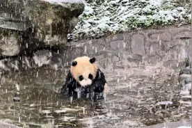 20250316神树坪下大雪，美美崽大雪中洗澡，好可爱！#大熊猫视频封面