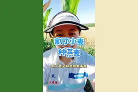 河套地区麦后复种燕麦的收益，你们细算了吗？#服务三农支持三农 #抖音助农扶农 #助力乡村振兴