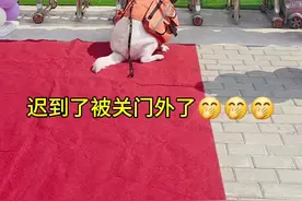 这下好了吧？？没学上了吧？？ #第一次上幼儿园 #不养狗不知道养狗的喜悦  #哈哈哈哈哈哈我要笑死了视频封面
