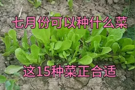 七月份可以种什么菜？这15种菜正合适，大家别忘了视频封面