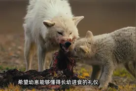 百折不挠的战斗意志，狼的生命因追逐而精彩！ #动物世界