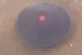 海边赶海抓海鲜，发现了一只搁浅的大水母，还有许多奇怪的海洋小生物#抖音乡村生活家 #新农人计划2023 #我的乡村生活 #赶海