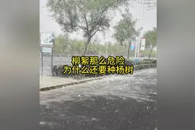 柳絮那么危险，为什么还要种植？#柳絮 #杨柳絮是什么树 #视频封面