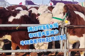 身边两种现象足可以说明牛存栏量明显减少！行情来年有望回暖！