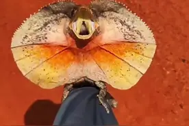 #被伞蜥追着跑是种什么样的体验