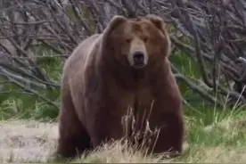 一千四百斤的体重，站起来有三米多高像一座山，以强大的力量著名于世，这就是柯迪亚克棕熊，世界上体型最大的棕熊，能够打败陆地上最强大的掠食者北极熊。所以，你们觉得它单挑东北虎或者非洲狮，谁胜算更大？我先说我的观点，东北虎和非洲狮不但无法一招制敌的干掉柯迪亚克棕熊，还会面临柯迪亚克棕熊泰山压顶般的攻击！
