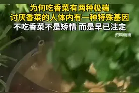 为何吃香菜有两种极端，讨厌香菜的人体内有一种特殊的基因，不吃香菜不是矫情，而是早已注定。#今日国土科普 #为什么有人不吃香菜 #香菜