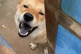 狗界的最高礼仪——咬手礼#狗狗 #中华田园犬视频封面