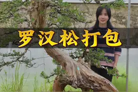 根做杆 杆做根 倒栽罗汉松古桩 复整后盆友能看出它的年功吗#盆景 #罗汉松 #花卉绿植 #园林景观视频封面