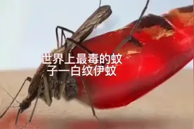 世界上最毒的蚊子白纹伊蚊#神奇动物在抖音 #万物皆有灵性视频封面
