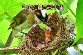 新手白头翁妈妈的艰苦喂食过程，主要是食物的重量