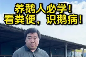 看粪便就能识别出鹅病！养鹅人必掌握的养殖小知识！ #养鹅技术分享 #科学养鹅 #养殖技术交流 #三农 #养殖人视频封面