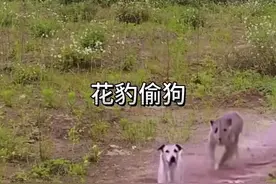 花豹进村偷狗 #看动物世界品百味人生 #野生动物零距离视频封面