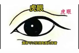 虎眼指的是眼睛长得像老虎的眼睛，眼睛大，眼珠发黄，呈淡金色视频封面