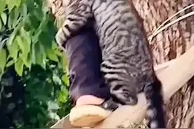 猫咪表现异常在树上困了五天不敢下来只是呼叫，过路好心男子看见，伸援手献爱心搭梯子上树救小猫，猫咪抱住男子的脚不松手只管大叫，最络安全救出收养了猫咪#我要上热门 #宠物#狗狗#好心人#收养视频封面