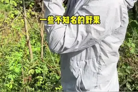 楮实子，你还记得它吗？小时候因为它我可是没少挨打。长大后才明白父母的良苦用心。你的家乡管楮实子叫什么名字呢？#大自然的馈赠 #楮实子 #新农人计划2024 #科普 @抖音短视频视频封面