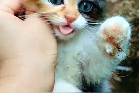 看到这窝三花小奶猫，我就决定给它们一个家…#捡了个猫 #记录猫咪日常 #小奶喵 #我和流浪猫的故事 #长毛三花视频封面