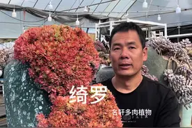 #多肉植物 #精品多肉 #多肉养护 绮罗秋冬光照充足自然状态视频封面