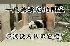 一只被遗忘在角落里的国宝大熊猫，应该没有人认识它吧？#大熊猫视频封面