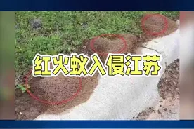 #警惕红火蚁#红火蚁入侵江苏视频封面