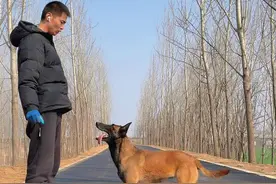 竟然能够听懂人话的，不愧是马犬 #狗子成精了 #创作者中心 #创作灵感 #狗狗 #马犬魅力视频封面