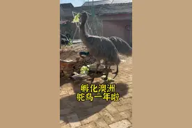 世界上第二大的鸟的成长过程是怎么样的呢？ 我孵化的澳洲鸵鸟一岁啦！#人工孵化 #神奇动物在抖音 #奇妙的动物 #抖音商城浪漫七夕节