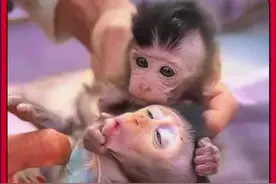 男人救助两只失去妈妈的小猴子 #动物救助 #善待动物关爱生命 #神奇动物在抖音 #抖音商城视频封面