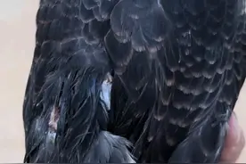 既然看见了，就不能放任不管 ，它翅膀受伤了，在野外肯定不能捕猎，所以我们再三思考还是得把它交到当地野生动物保护部门。#动物救助 #游隼 #手养鸟日常