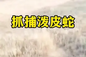 抓捕泼皮蛇#内容启发搜索 #神奇动物在这里 #动物世界 #野生动物零距离