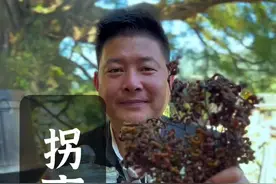 拐枣：被称为世界上最古老的水果，霜冻过后非常甜，又称为万寿果，采回家泡酒越喝越富有。#泡酒 #拐枣 #乡村守护人 #新农人计划2023 #纯天然无添加