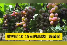 精品巨峰的发展方向优于阳光玫瑰，不用乙烯利催熟