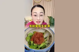 车前草玉米须煮水这么好#车前草的好处 #宝妈分享  #闽南人