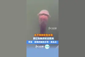 水下惊现巨型水母 紫红色触须长达数米 网友：剧毒的越前水母！离远点！来源：#小羊拍客 #海洋生物 #水母 （[原创]记者：刘慧君；编辑：林润祺；实习生：蔡培纯；审签：罗钧栋）