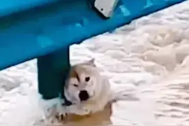 洪水漫桥狗子被困，勇敢果断的狗狗抱住栏杆自救，遇好心路人帮助成功获救#我要上热门 @DOU+小助手 #宠物#狗狗#洪水#帮助视频封面