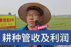 小麦的耕种管收及一季的利润#抖音助农 #支持三农扶持三农发展 #赛德麦8号 #赛8破亿人人参与视频封面