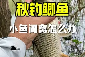 秋季钓鱼，小鱼闹窝躲不开？给你支一招，再也不烦恼！ #速散维它米 #钓鱼 #钓鱼技巧