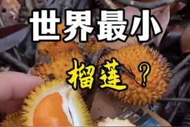 世界上最小的榴莲？世界上最小的榴莲其实是小果榴莲，也叫格氏榴莲和松鼠榴莲，一般是鸟类、松鼠等小动物的食物。#植物科普 #榴莲 #热带水果